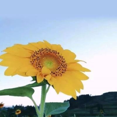 魔卡三国内购破解版下载